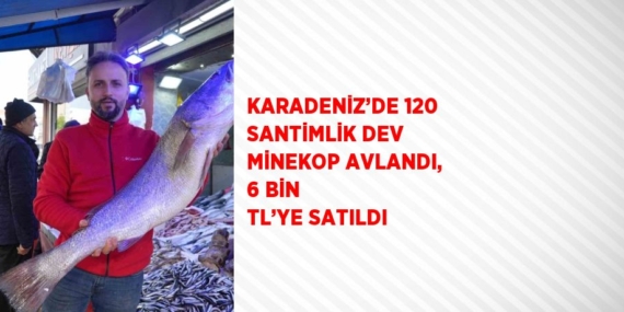 KARADENİZ’DE 120 SANTİMLİK DEV MİNEKOP AVLANDI, 6 BİN TL’YE SATILDI