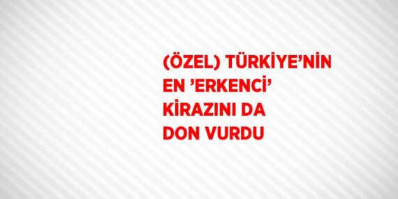 (ÖZEL) TÜRKİYE’NİN EN ’ERKENCİ’ KİRAZINI DA DON VURDU