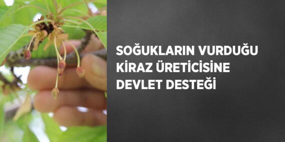 SOĞUKLARIN VURDUĞU KİRAZ ÜRETİCİSİNE DEVLET DESTEĞİ
