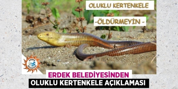 ERDEK BELEDİYESİNDEN OLUKLU KERTENKELE AÇIKLAMASI