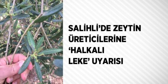 SALİHLİ’DE ZEYTİN ÜRETİCİLERİNE ‘HALKALI LEKE’ UYARISI