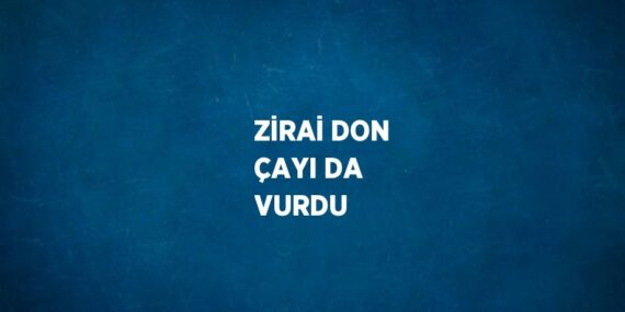 ZİRAİ DON ÇAYI DA VURDU