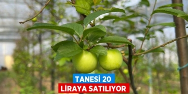 23153302012891821703tasarimli