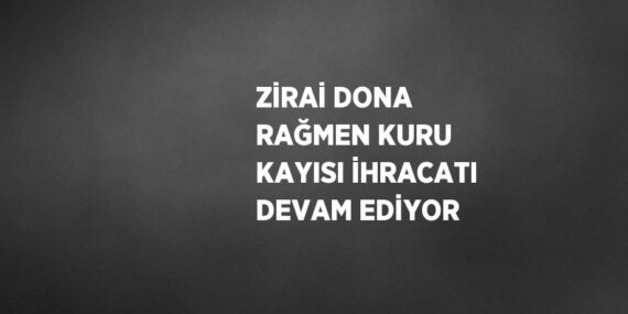 ZİRAİ DONA RAĞMEN KURU KAYISI İHRACATI DEVAM EDİYOR