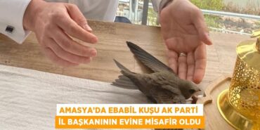 23188292892475720537tasarimli