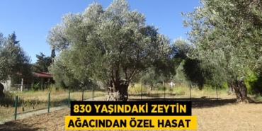 23200245963161320255tasarimli