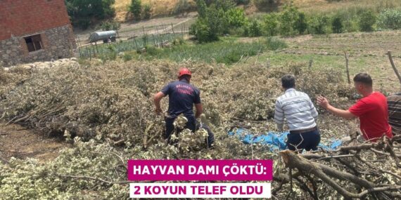 HAYVAN DAMI ÇÖKTÜ: 2 KOYUN TELEF OLDU