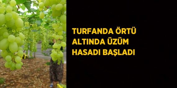 TURFANDA ÖRTÜ ALTINDA ÜZÜM HASADI BAŞLADI