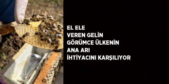 EL ELE VEREN GELİN GÖRÜMCE ÜLKENİN ANA ARI İHTİYACINI KARŞILIYOR
