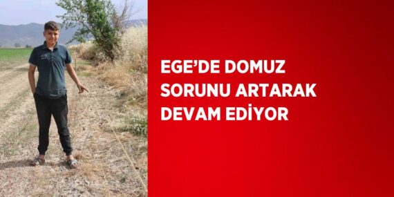 EGE’DE DOMUZ SORUNU ARTARAK DEVAM EDİYOR