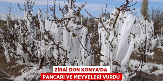 ZİRAİ DON KONYA’DA PANCARI VE MEYVELERİ VURDU
