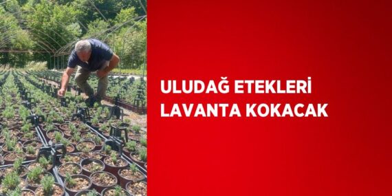 ULUDAĞ ETEKLERİ LAVANTA KOKACAK