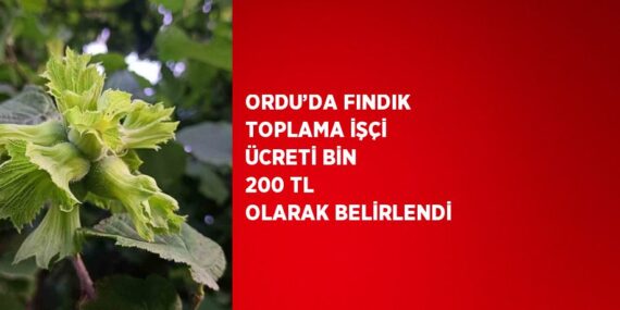 ORDU’DA FINDIK TOPLAMA İŞÇİ ÜCRETİ BİN 200 TL OLARAK BELİRLENDİ