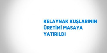 23316278882853020073