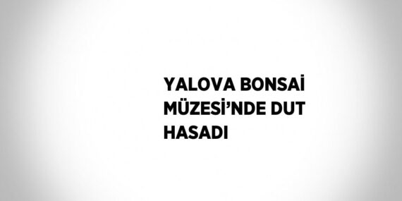 YALOVA BONSAİ MÜZESİ’NDE DUT HASADI