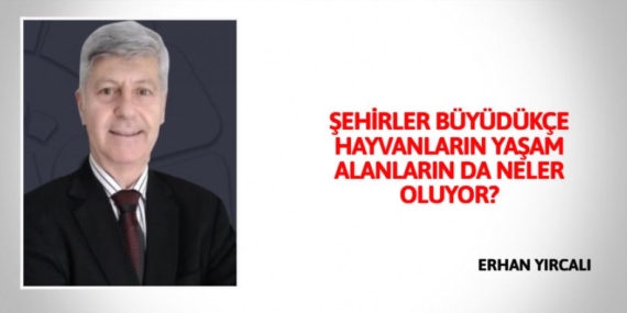 ŞEHİRLER BÜYÜDÜKÇE HAYVANLARIN YAŞAM ALANLARIN DA NELER OLUYOR?