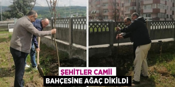 ŞEHİTLER CAMİİ BAHÇESİNE AĞAÇ DİKİLDİ