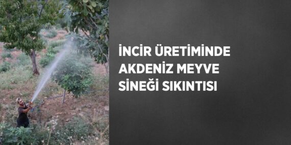 İNCİR ÜRETİMİNDE AKDENİZ MEYVE SİNEĞİ SIKINTISI