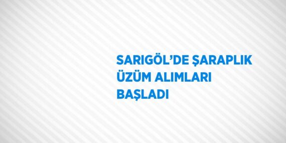 SARIGÖL’DE ŞARAPLIK ÜZÜM ALIMLARI BAŞLADI