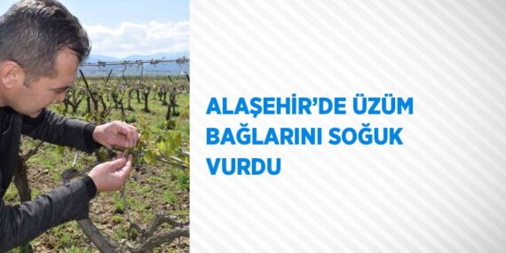 ALAŞEHİR’DE ÜZÜM BAĞLARINI SOĞUK VURDU