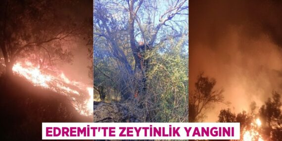 Edremit’te zeytinlik yangını