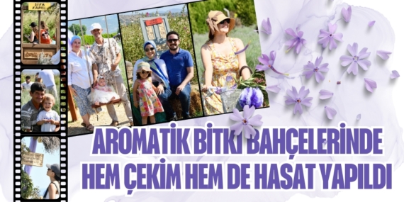AROMATİK BİTKİ BAHÇELERİNDE HEM ÇEKİM HEM DE HASAT YAPILDI