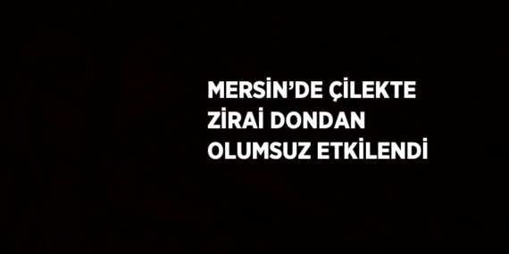 MERSİN’DE ÇİLEKTE ZİRAİ DONDAN OLUMSUZ ETKİLENDİ