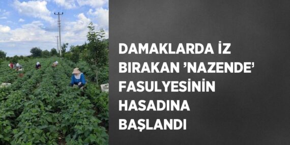 DAMAKLARDA İZ BIRAKAN ’NAZENDE’ FASULYESİNİN HASADINA BAŞLANDI