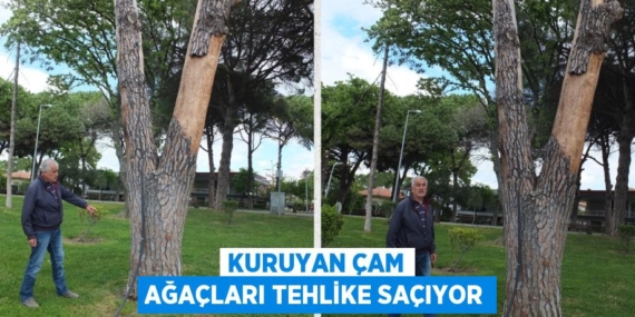 KURUYAN ÇAM AĞAÇLARI TEHLİKE SAÇIYOR