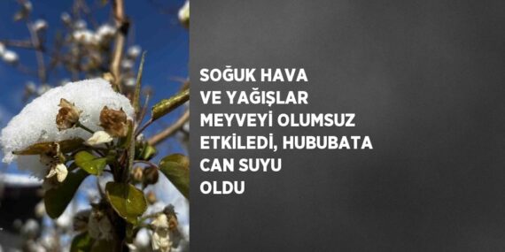 SOĞUK HAVA VE YAĞIŞLAR MEYVEYİ OLUMSUZ ETKİLEDİ, HUBUBATA CAN SUYU OLDU
