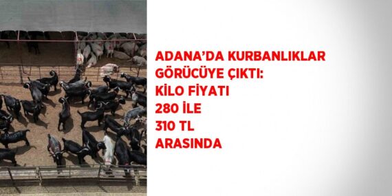 ADANA’DA KURBANLIKLAR GÖRÜCÜYE ÇIKTI: KİLO FİYATI 280 İLE 310 TL ARASINDA