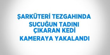 23642275413185325953tasarimli