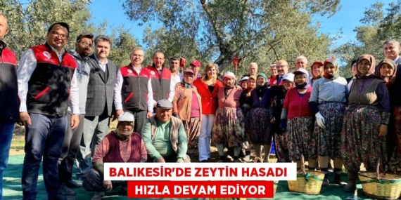 BALIKESİR’DE ZEYTİN HASADI   HIZLA DEVAM EDİYOR