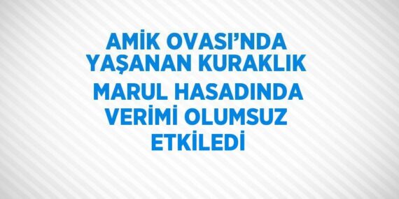 AMİK OVASI’NDA YAŞANAN KURAKLIK MARUL HASADINDA VERİMİ OLUMSUZ ETKİLEDİ