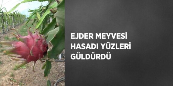 EJDER MEYVESİ HASADI YÜZLERİ GÜLDÜRDÜ