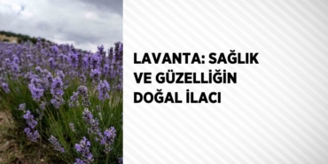 23734269872470721493