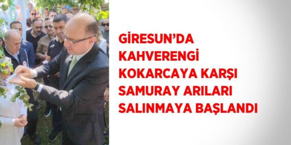 GİRESUN’DA KAHVERENGİ KOKARCAYA KARŞI SAMURAY ARILARI SALINMAYA BAŞLANDI