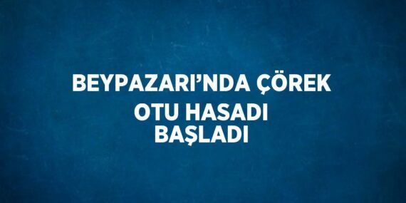 BEYPAZARI’NDA ÇÖREK OTU HASADI BAŞLADI