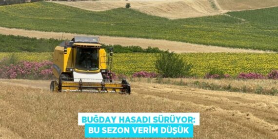 BUĞDAY HASADI SÜRÜYOR: BU SEZON VERİM DÜŞÜK