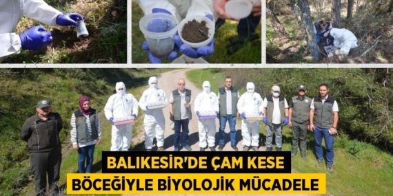 BALIKESİR’DE ÇAM KESE BÖCEĞİYLE BİYOLOJİK MÜCADELE