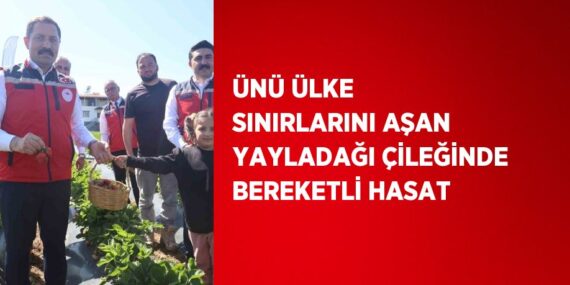 ÜNÜ ÜLKE SINIRLARINI AŞAN YAYLADAĞI ÇİLEĞİNDE BEREKETLİ HASAT