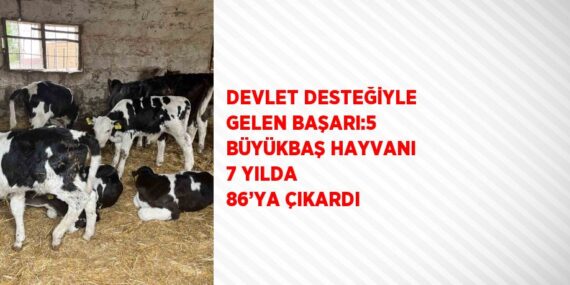 DEVLET DESTEĞİYLE GELEN BAŞARI:5 BÜYÜKBAŞ HAYVANI 7 YILDA 86’YA ÇIKARDI