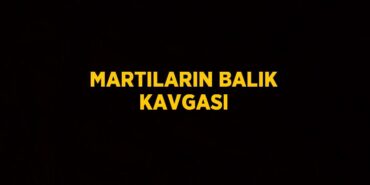 23828279332448024003tasarimli