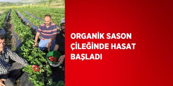 ORGANİK SASON ÇİLEĞİNDE HASAT BAŞLADI