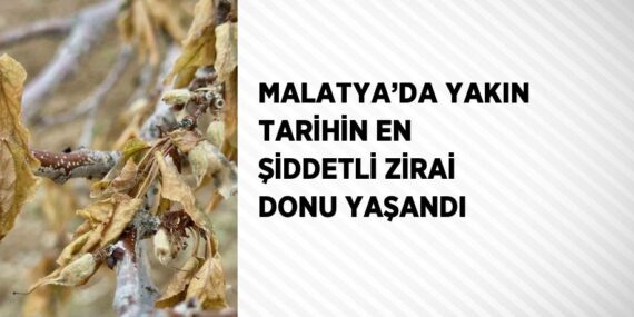 MALATYA’DA YAKIN TARİHİN EN ŞİDDETLİ ZİRAİ DONU YAŞANDI