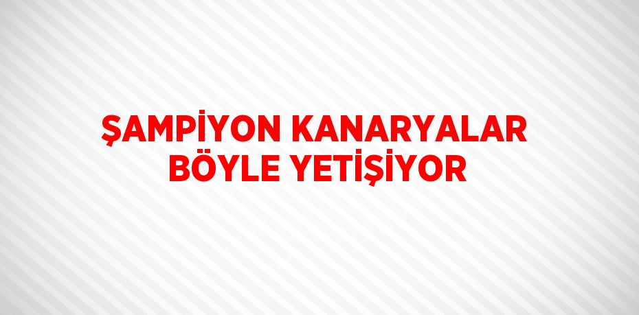 23885264942744029719tasarimli