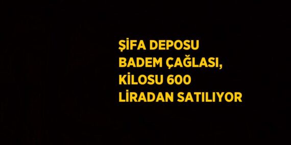 ŞİFA DEPOSU BADEM ÇAĞLASI, KİLOSU 600 LİRADAN SATILIYOR