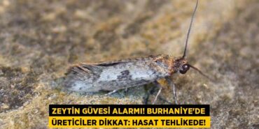 23965226242398727876tasarimli