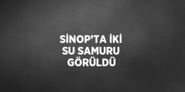 23984248183099328205tasarimli