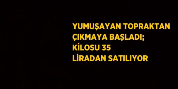 YUMUŞAYAN TOPRAKTAN ÇIKMAYA BAŞLADI; KİLOSU 35 LİRADAN SATILIYOR